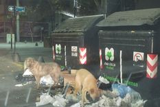 la basura continua siendo un problema sin solucion a la vista de todos