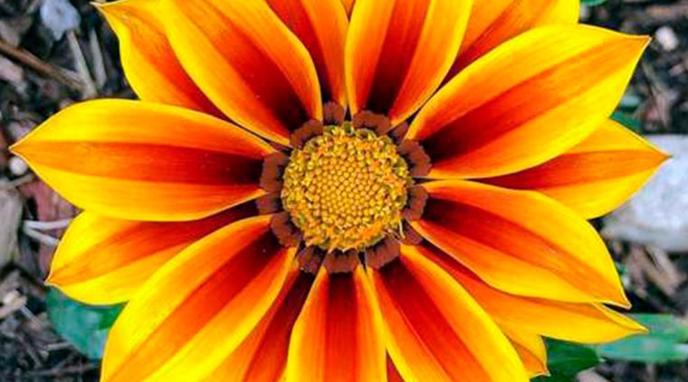 Gazania es un género de plantas herbáceas aproximadamente 20 especies, la mayoría de las cuales son perennes. No requiere de muchos cuidados y es perfecta para jardines ubicados en zonas de climas cálidos. Foto: Créditos de la imagen: Instagram: @morgansommer