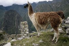cientificos argentinos buscaran un suero hiperinmune en las llamas