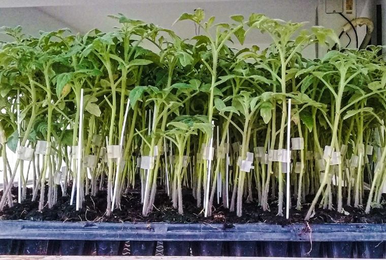 El proyecto Tierra Sana busca enfocarse en el reemplazo del bromuro de metilo en la producción hortícola.(Foto: INTA) Foto: INTA