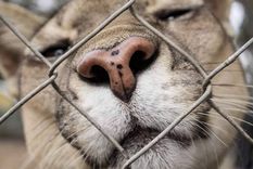 Dos pumas permanecen encerrados en una plaza de la ciudad bonaerense de Colón y serán trasladados al santuario Tekove Mymba en Entre Ríos el 13 de mayo Foto: Facebook Cerremos el Zoo