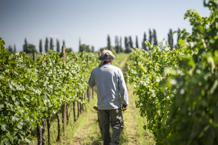 Hoy está lanzando los vinos de alta gama de su bodega Magia De Uco.