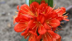 Si se tiene en cuenta su capacidad de purificar el ambiente, la Clivia no solo es una elección estética, sino también funcional Foto: Shutterstock