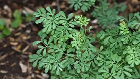 La ruda es una planta con muchos beneficios, conócelos Foto: Flickr La ruda es una planta con muchos beneficios, conócelos Foto: Flickr