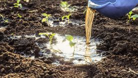 El “oro verde” del jardín está en la cocina y casi siempre se descarta. El “oro verde” del jardín está en la cocina y casi siempre se descarta.
