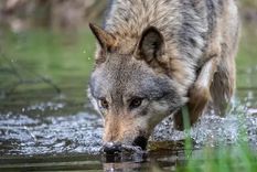 Hay alrededor de 20 lobos adultos en los Países Bajos. Foto: GETTY IMAGES