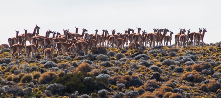 Este pueblo está enclavado en la provincia de Río Negro. Su mayor atractivo es la naturaleza. Foto: Río Negro