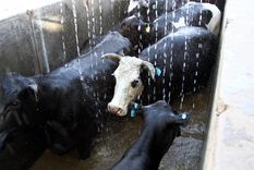 Foto: Pachy Reynoso/MDZ