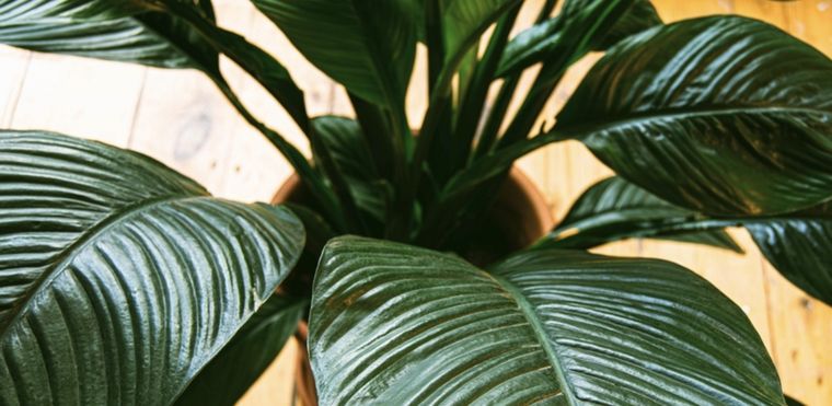 Cunas de Moisés: una de las mejores plantas para absorber la humedad Foto: Shutterstock