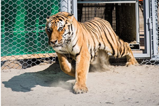 El tigre siberiano es el felino más grande del mundo y puede medir entre 1,5 y 2,9 metros y pesar entre 90 y 300 kilos. Foto: X El tigre siberiano es el felino más grande del mundo y puede medir entre 1,5 y 2,9 metros y pesar entre 90 y 300 kilos. Foto: X
