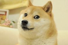 La perra inspiró millones de memes alrededor del mundo, incluso a una critomoneda con su nombre Foto: Archivo