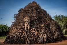 en imagenes: un lince jugueton y otras espectaculares fotos de la vida silvestre