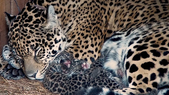 La yaguareté Tania con sus cachorros nacidos en 2018. La yaguareté Tania con sus cachorros nacidos en 2018.