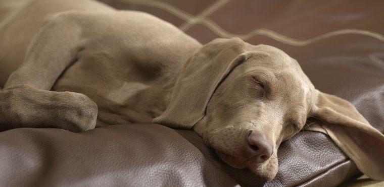 Si tenés mascotas, este consejo sobre dónde ubicar la cama de tu perro puede hacer toda la diferencia. Foto: Shutterstock Si tenés mascotas, este consejo sobre dónde ubicar la cama de tu perro puede hacer toda la diferencia. Foto: Shutterstock