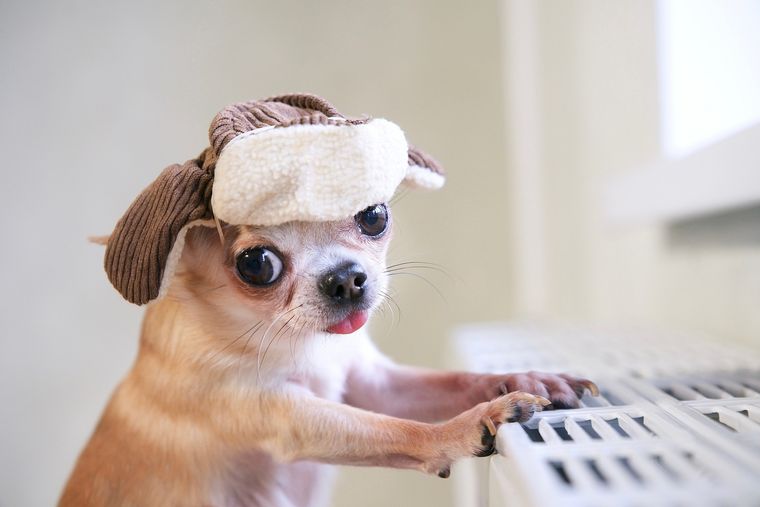 Esta es la mascota que querrás tener contigo Foto: SHUTERSTOCK