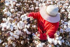 El algodón de Xinjian representa el 85% de la producción china y el 20% de la oferta mundial Foto: Getty Images