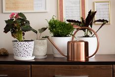 Estas plantas son atractivas para las cucarachas Foto: Freepick