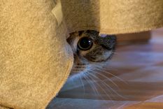 Los gatos son animales territoriales que pueden estresarse fácilmente durante una mudanza. Foto: Zooplus