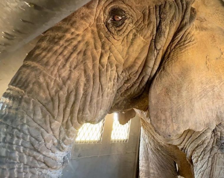 Kenya en la jaula camino a Brasil Kenya en la jaula camino a Brasil