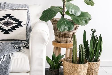 MDZol | PORTADA PLANTAS DE INTERIOR