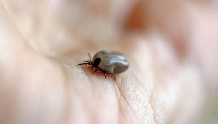 Adiós a estos horribles parásitos de tu mascota. Foto: Pixabay