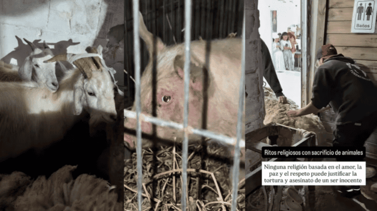Los animales fueron rescatados y estaban destinados a sacrificios y rituales. Los animales fueron rescatados y estaban destinados a sacrificios y rituales.
