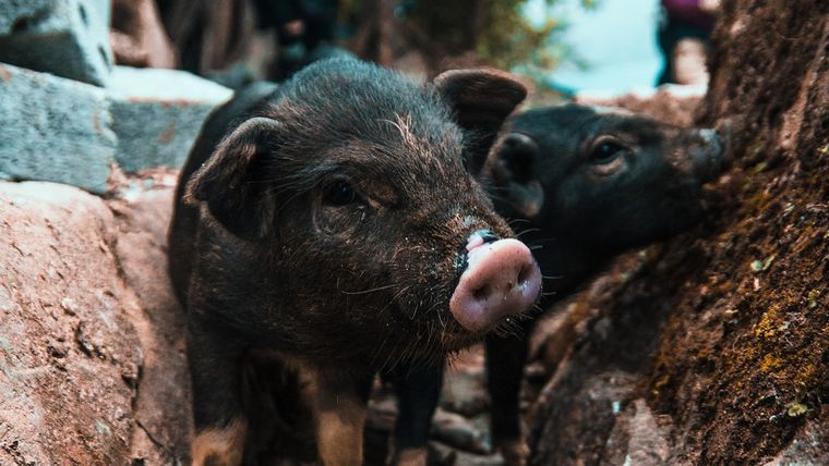 Los cerditos salvaron al pez.