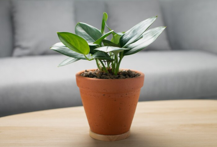 Una planta muy noble. Foto: Fuente: Freepik