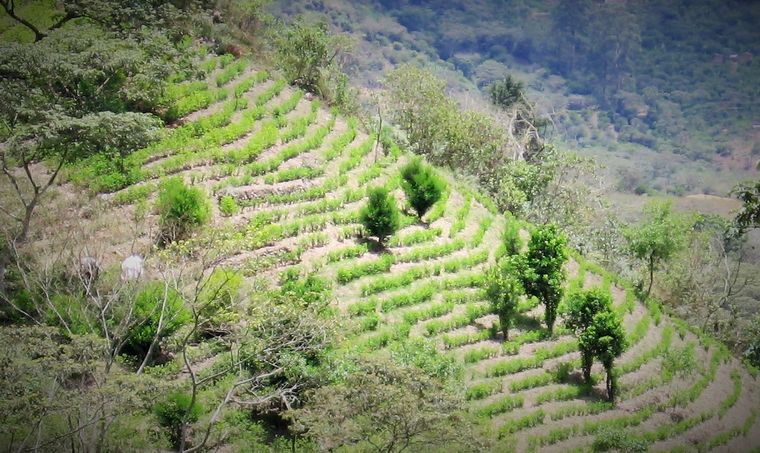 Foto: ipsnoticias.net