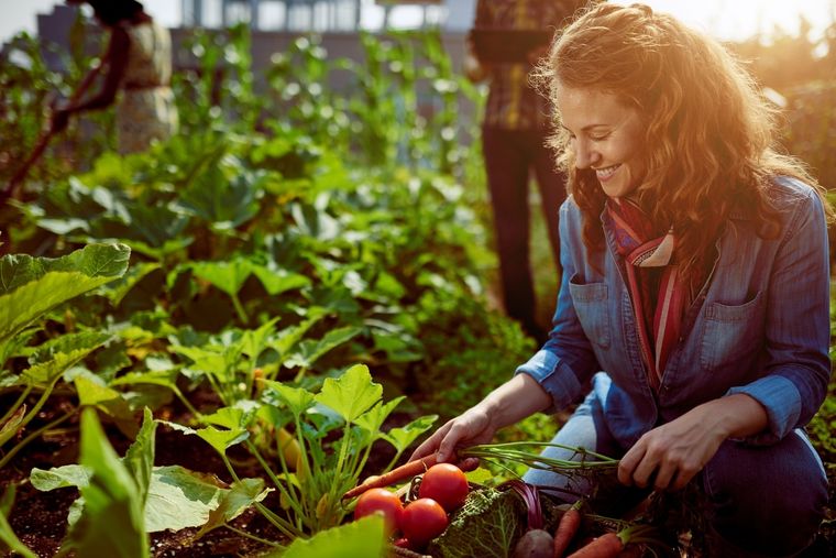 JARDINERÍA PLANTAS PARA CULTIVAR Foto: SHUTTERSTOCK