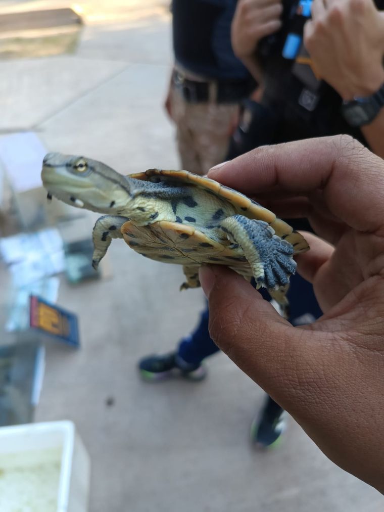 Detalles del operativo en Luján de Cuyo donde fueron rescatados varios ejemplares de animales exóticos presuntamente para comercialización.  Foto: Ministerio de Seguridad de Mendoza