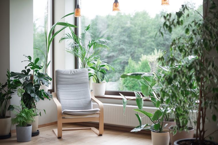Creás espacios únicos en tu hogar con el verde de las plantas. Conocé cuáles son las plantas de interior más fáciles de cuidar. Foto: shutterstock