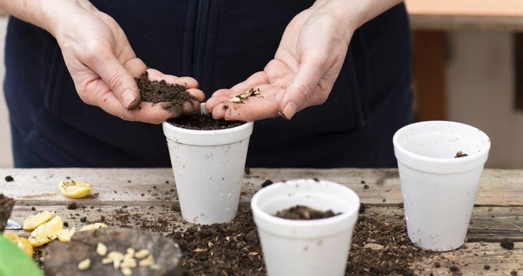 El limonero necesita sol pleno y mucha agua para sobrevivir en el jardín. Foto: Shutterstock