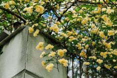 Las plantas trepadoras son la solución perfecta para sumar verde en el jardín. Foto: Archivo