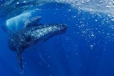 Una ballena jorobada. Foto: Dpa.
