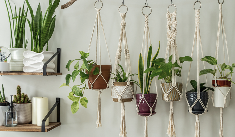 Las mejores plantas de interior para tener en las paredes de tu casa Foto: Shutterstock