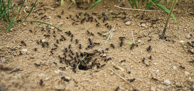 Prueba estos productos caseros para ahuyentar a los insectos de tu jardín Foto: Shutterstock