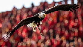 La mascota del Benfica, rival de Boca, y una historia envuelta por mística, predicciones y polémicas La mascota del Benfica, rival de Boca, y una historia envuelta por mística, predicciones y polémicas
