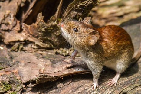 alerta por contagio de hantavirus: que es, como se transmite y cuales son los sintomas alerta por contagio de hantavirus: que es, como se transmite y cuales son los sintomas