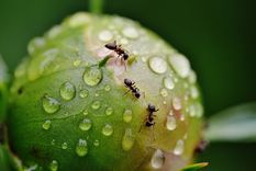 Jardín Las hormigas pueden ser una gran molestia para el jardín Foto: Pixabay