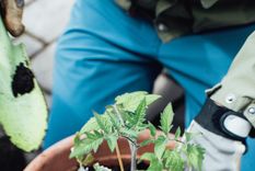 Una de las formas de reproducir las hierbas es por esquejes, ramas de la misma planta que se colocan en otra maceta.