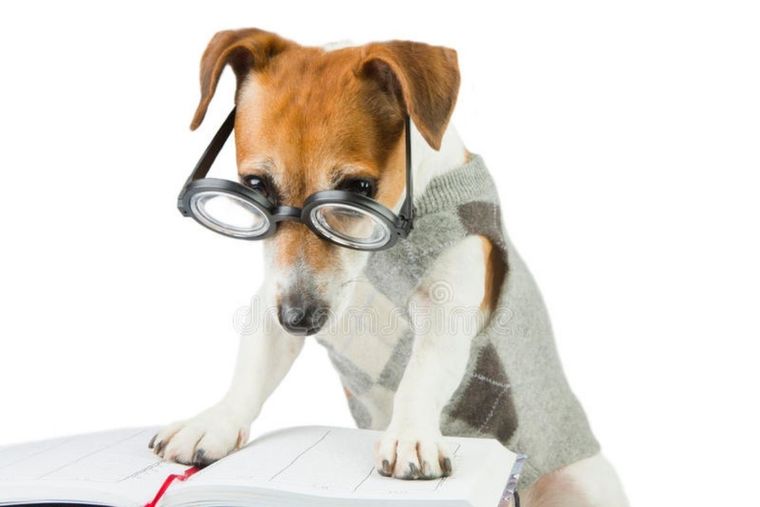 perros perrosmascota Foto: Deamsite