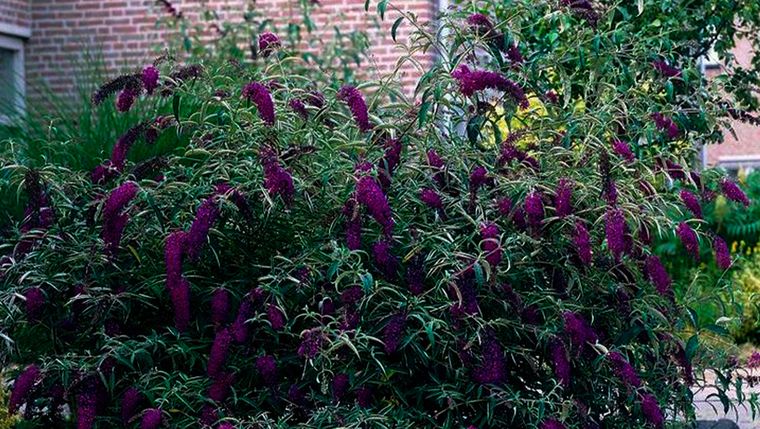 Jardinería. Las plantas estarán radiantes con esta especia. Jardinería. Las plantas estarán radiantes con esta especia.