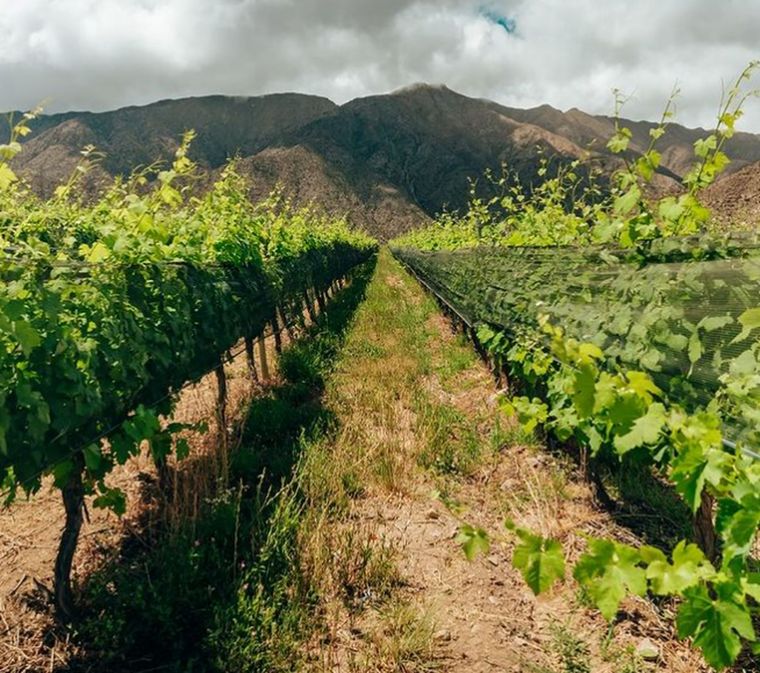 Vides orgánicas en Mendoza Foto: Agro Sustentable