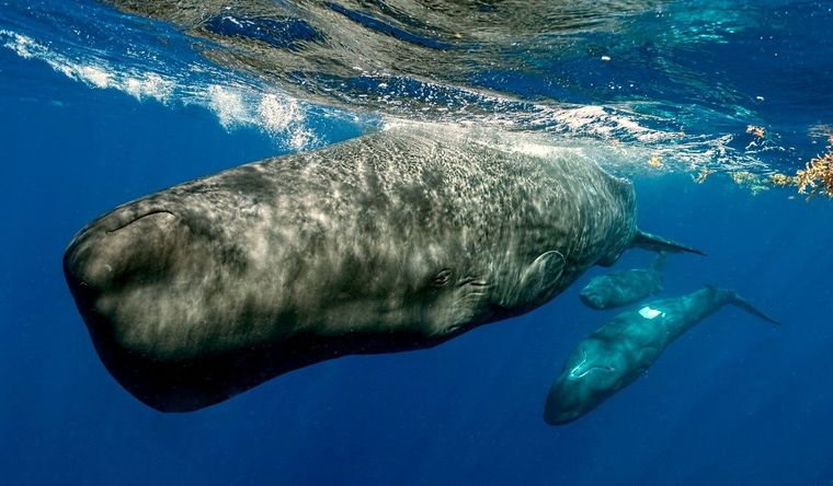 El cachalote tiene un sistema de comunicación parecido al de los seres humanos. Foto: Efe.