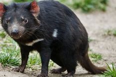 El demonio de Tasmania es víctima de una forma particular de cáncer, transmisible de un individuo a otro. Foto: GETTY IMAGES