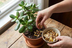 Plantas armoniosas para tu hogar.