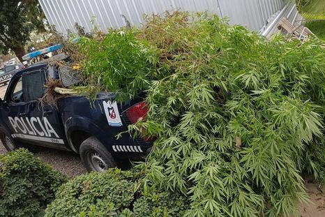 La movilidad policial repleta con las plantas de marihuana secuestradas. La movilidad policial repleta con las plantas de marihuana secuestradas.