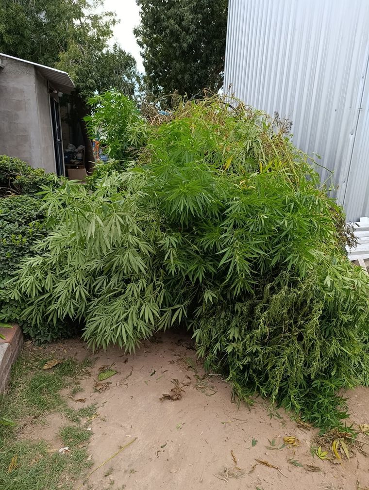 El vivero de marihuana hallado en calle Don Bosco. El vivero de marihuana hallado en calle Don Bosco.