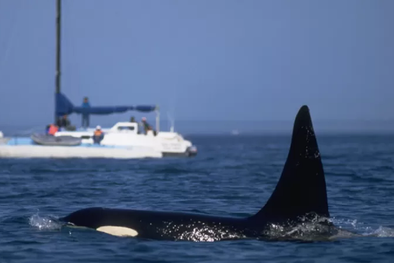 MDZol | Los científicos prefieren llamar a estos choques interacciones. Foto: GETTY IMAGES